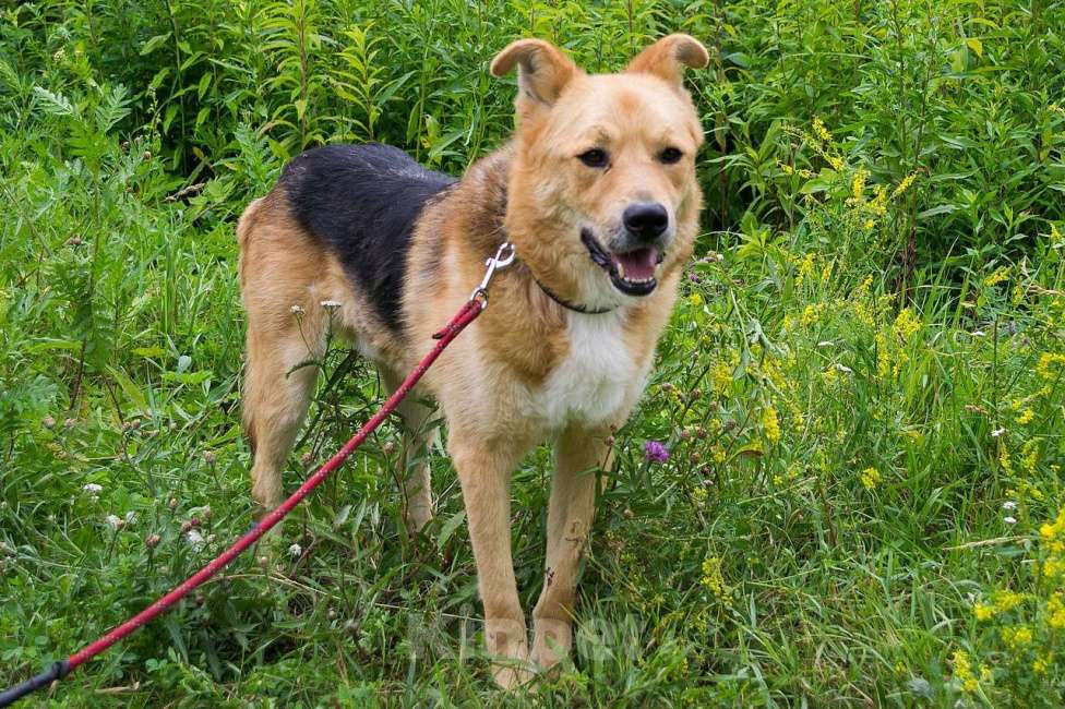 Собаки в Москве: Норман Мальчик, Бесплатно - фото 4