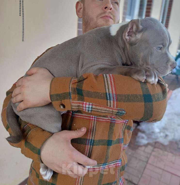 Собаки в других городах Московской области: Американский булли Разнополые, 70 000 руб. - фото 7