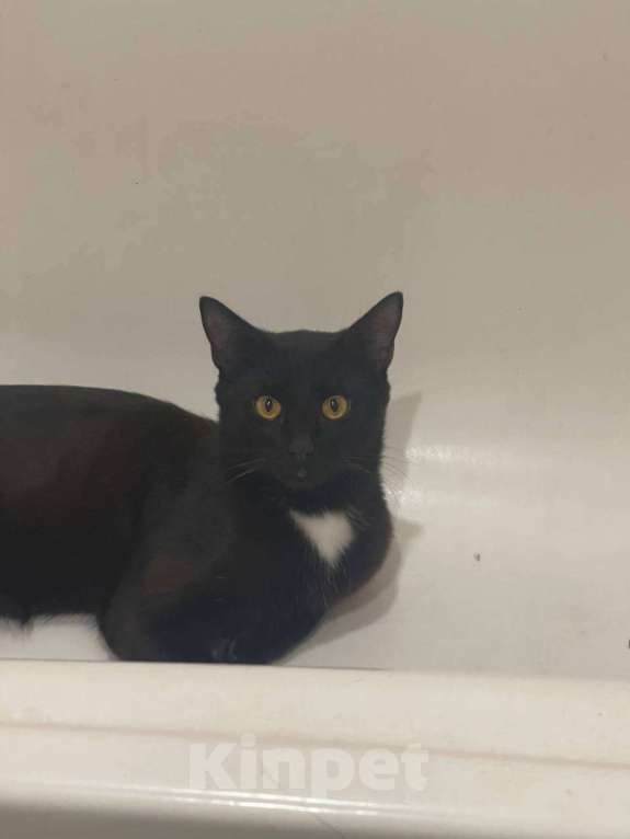 Кошки в Ульяновске: Отдам в добрый руки, двух милых мальчиков) Мальчик, 100 руб. - фото 1