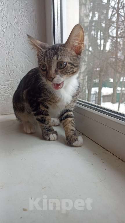 Кошки в других городах Московской области: Малыш в добрые руки Мальчик, Бесплатно - фото 2