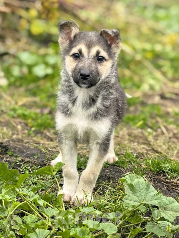 Собаки в Лосином-Петровском: Селин из ппбж Якутска Девочка, Бесплатно - фото 9