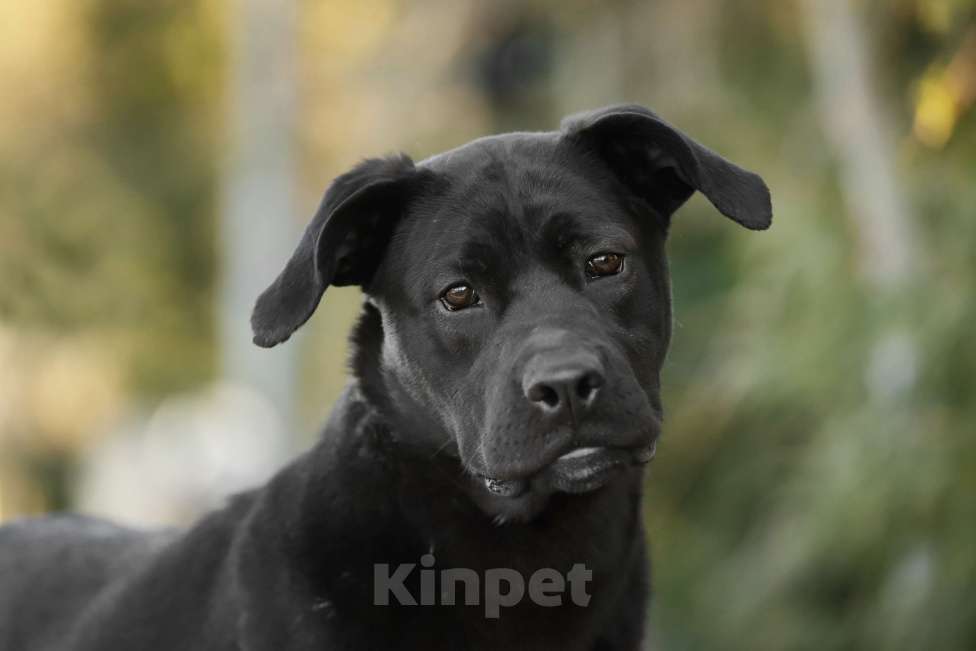 Собаки в Балашихе: Герда девочка 1.3 г Девочка, Бесплатно - фото 3