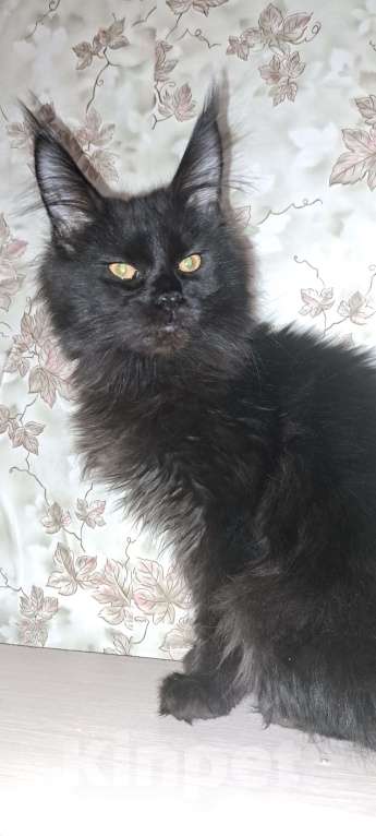 Кошки в Москве: Гигантики Девочка, Бесплатно - фото 2