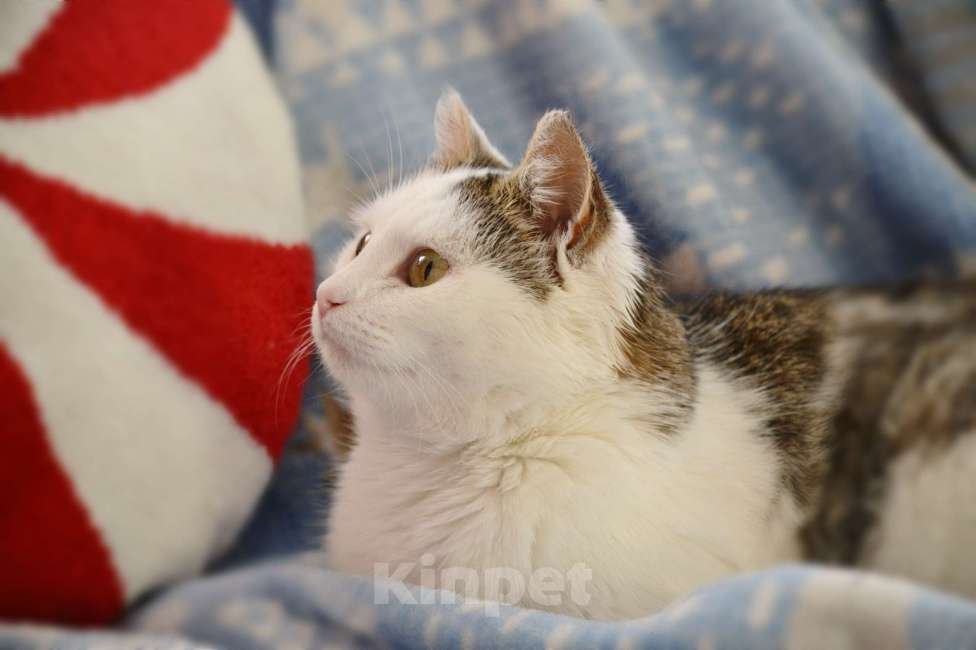 Кошки в Москве: Шарлотта ищет дом  Девочка, Бесплатно - фото 3