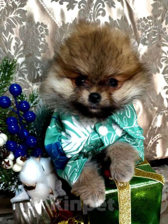 Собаки в Самаре: Продажа щенков Девочка, 70 000 руб. - фото 3