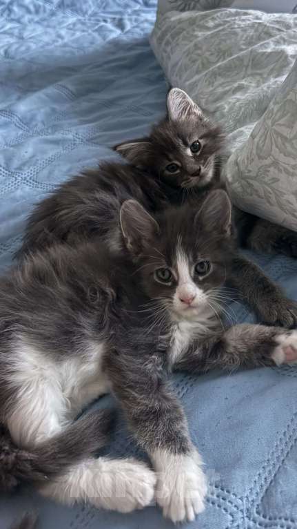 Кошки в Ореховом-Зуево: Котята мейн-кун Мальчик, 13 000 руб. - фото 2