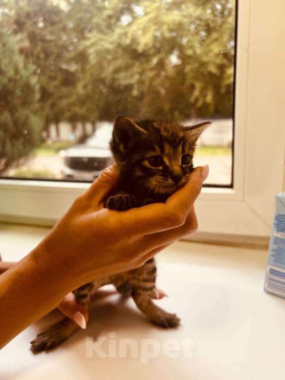 Кошки в Москве: Котята в добрые руки Мальчик, Бесплатно - фото 3