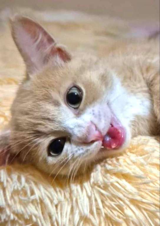 Кошки в Москве: Рыжая Манечка. Котенок в добрые руки. Мальчик, Бесплатно - фото 3