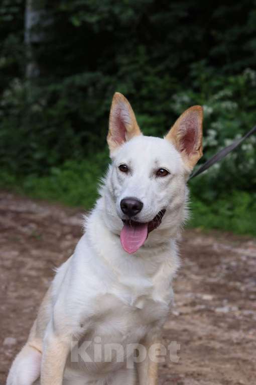 Собаки в Москве: Винки нужен дом  Мальчик, Бесплатно - фото 2