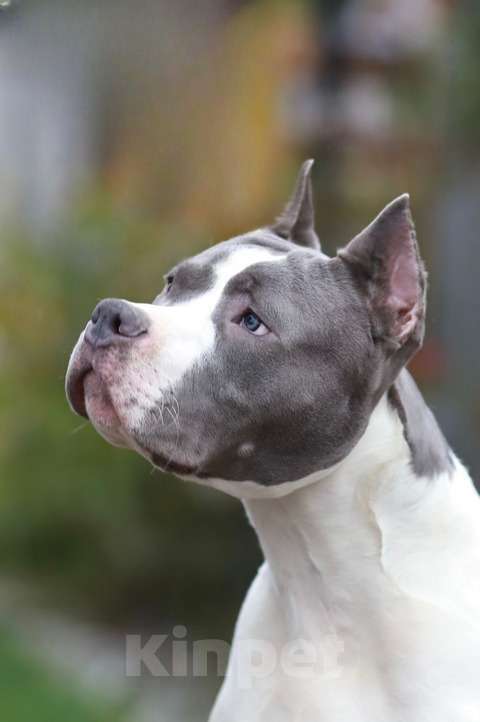 Собаки в Москве: Подрощенный щенок амстаффа из питомника. Мальчик, 120 000 руб. - фото 4