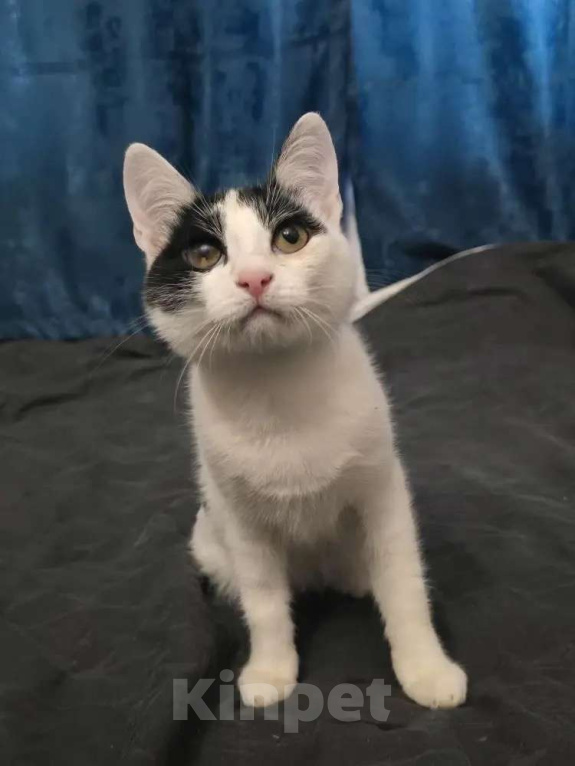 Кошки в Москве: Кошечка 8 месяцев Девочка, 150 руб. - фото 2