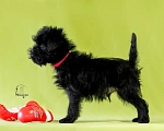 Собаки в Перми: Аффенпинчер - Мистер Red Мальчик, 120 000 руб. - фото 3