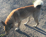 Собаки в Калязине: Найдена собака Мальчик, 1 руб. - фото 2
