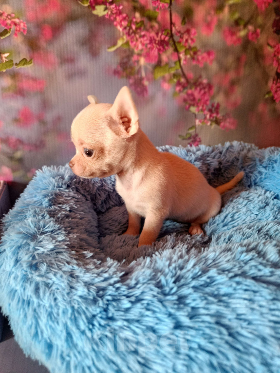 Собаки в Москве: Мини Зефирчик Мальчик, 50 000 руб. - фото 6