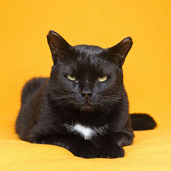 Солидный кот для солидных господ