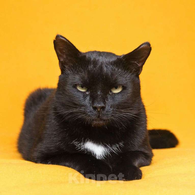 Кошки в Москве: Солидный кот для солидных господ Мальчик, Бесплатно - фото 1