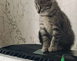 Кошки в Котельнике: Серый котенок в добрые руки Девочка, Бесплатно - фото 4