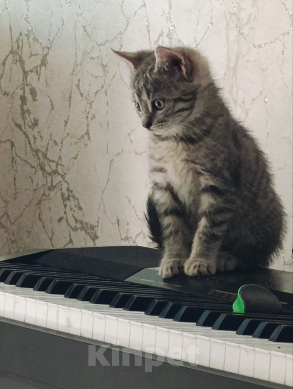 Кошки в Котельнике: Серый котенок в добрые руки Девочка, Бесплатно - фото 4