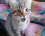 Кошки в Воронеже: котята в добрые руки Девочка, Бесплатно - фото 3