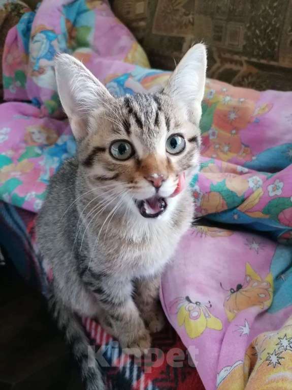 Кошки в Воронеже: котята в добрые руки Девочка, Бесплатно - фото 3