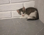 Кошки в Самаре: Котята в добрые руки Девочка, Бесплатно - фото 4