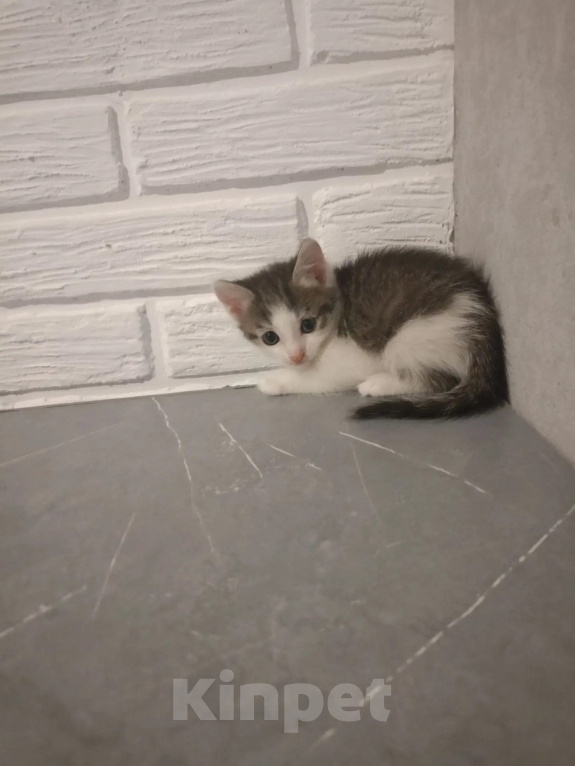 Кошки в Самаре: Котята в добрые руки Девочка, Бесплатно - фото 4