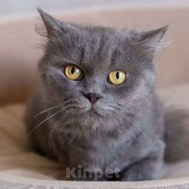 Кошки в Москве: Женеву никто не замечает  Девочка, Бесплатно - фото 4