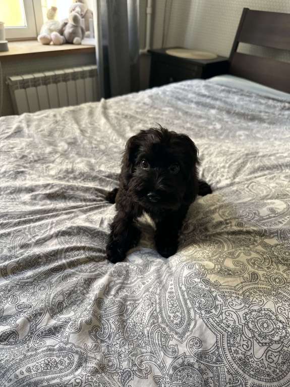 Собаки в Санкт-Петербурге: Щенок Мальтипу девочка - 4 мес  Девочка, 50 000 руб. - фото 3