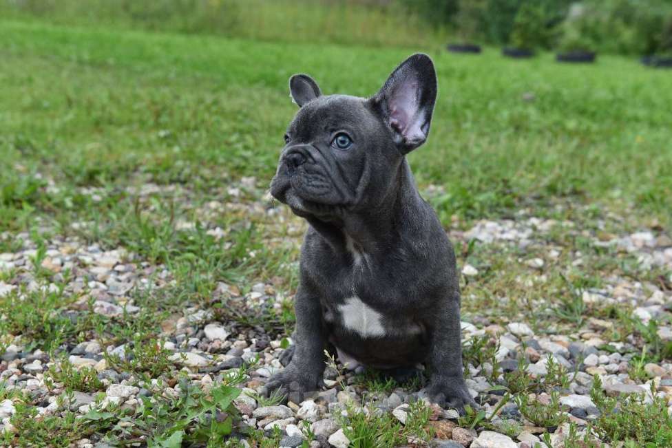 Собаки в Москве: Французский бульдог щенки  Мальчик, 50 000 руб. - фото 5