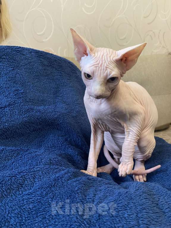 Кошки в Москве: Голубоглазая Девочка, 15 000 руб. - фото 2