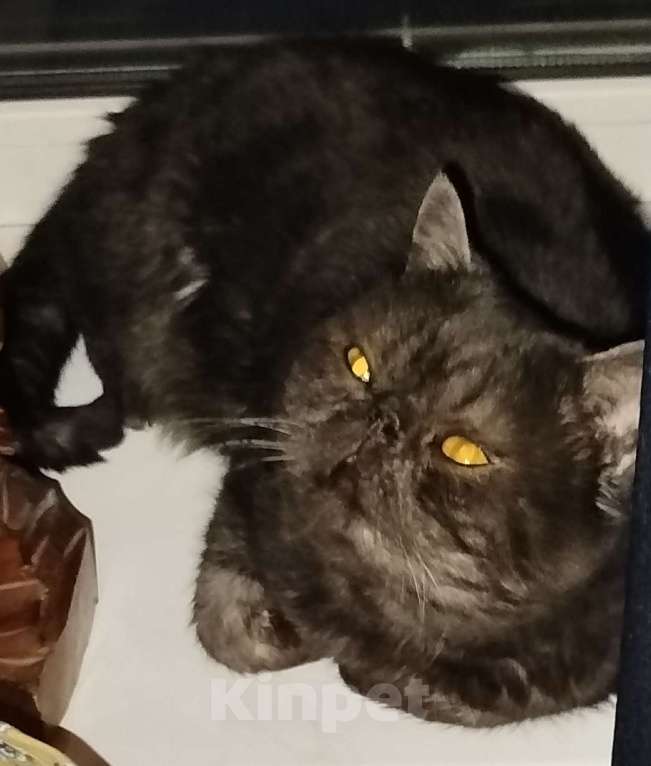 Кошки в Воронеже: Ищем хозяина потеряшки! Мальчик, Бесплатно - фото 1