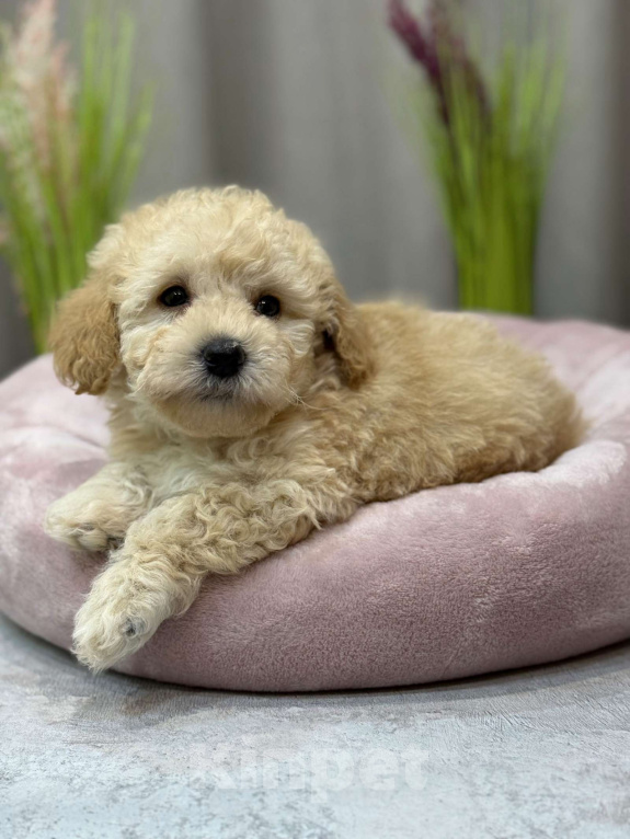 Собаки в Москве: Teo Мальчик, Бесплатно - фото 6