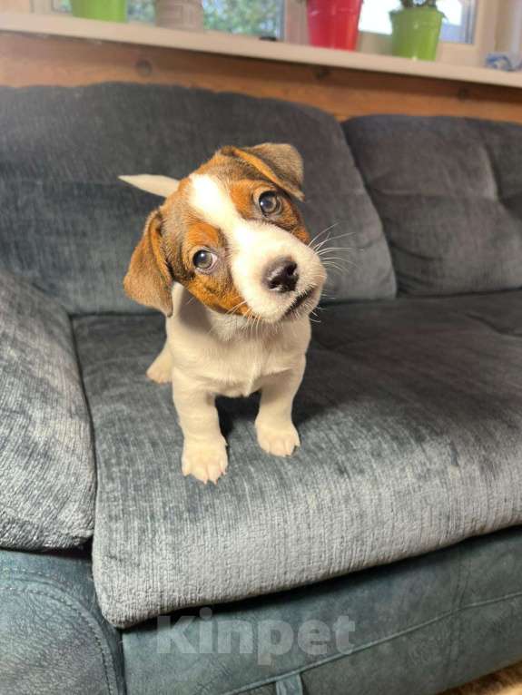 Собаки в Москве: Мальчик 3 мес Бруно Мальчик, Бесплатно - фото 2