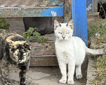Кошки в Санкт-Петербурге: Котики в добрые руки  Мальчик, Бесплатно - фото 1