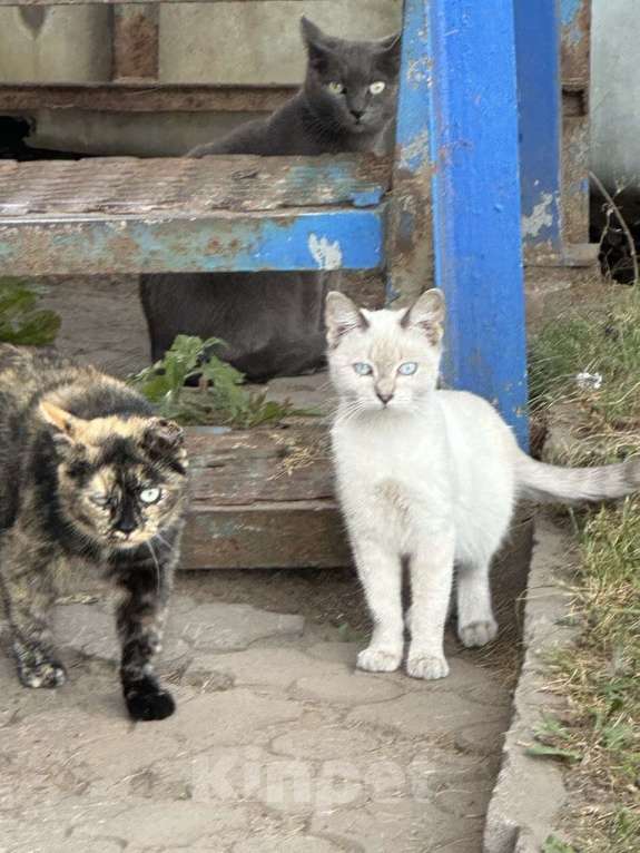 Кошки в Санкт-Петербурге: Котики в добрые руки  Мальчик, Бесплатно - фото 1