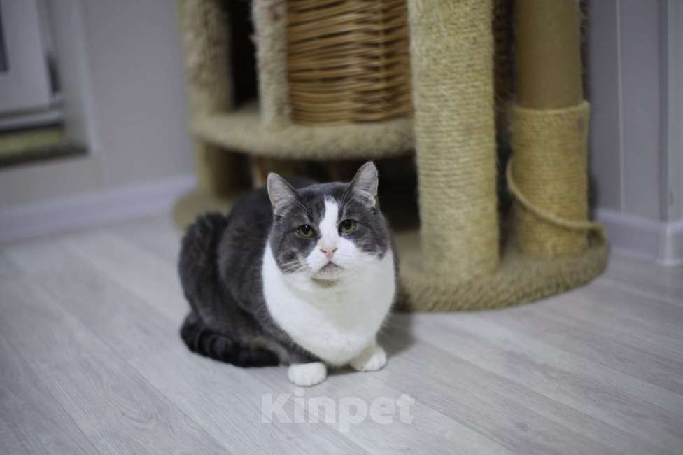 Кошки в Санкт-Петербурге: Серьезный кот ищет дом Мальчик, Бесплатно - фото 5