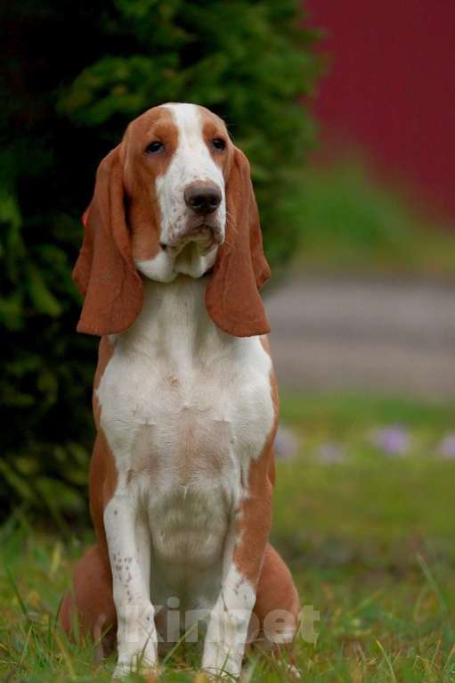 Собаки в Александрове: Щенки Испанской гончей  Девочка, 25 000 руб. - фото 3