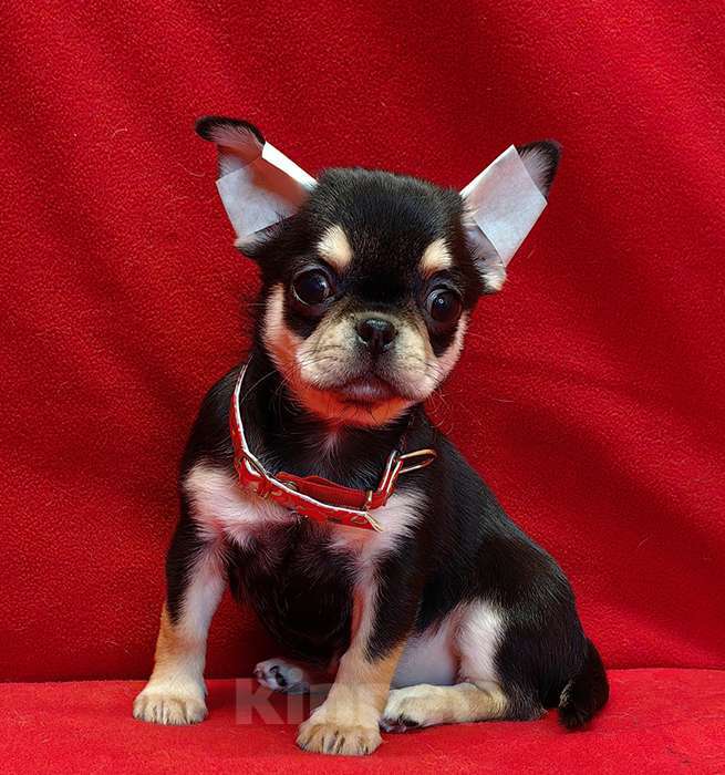 Собаки в Москве: Чихуахуа. Девочка - 2.5 мес. Девочка, 80 000 руб. - фото 3