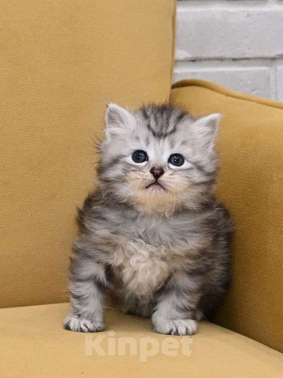 Кошки в Зеленограде: Сибирский котёнок Мальчик, 70 000 руб. - фото 4