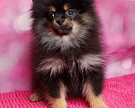 Собаки в Москве: Померанский шпиц девочка. Девочка, 35 000 руб. - фото 3