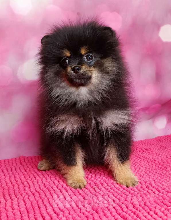 Собаки в Москве: Померанский шпиц девочка. Девочка, 35 000 руб. - фото 3