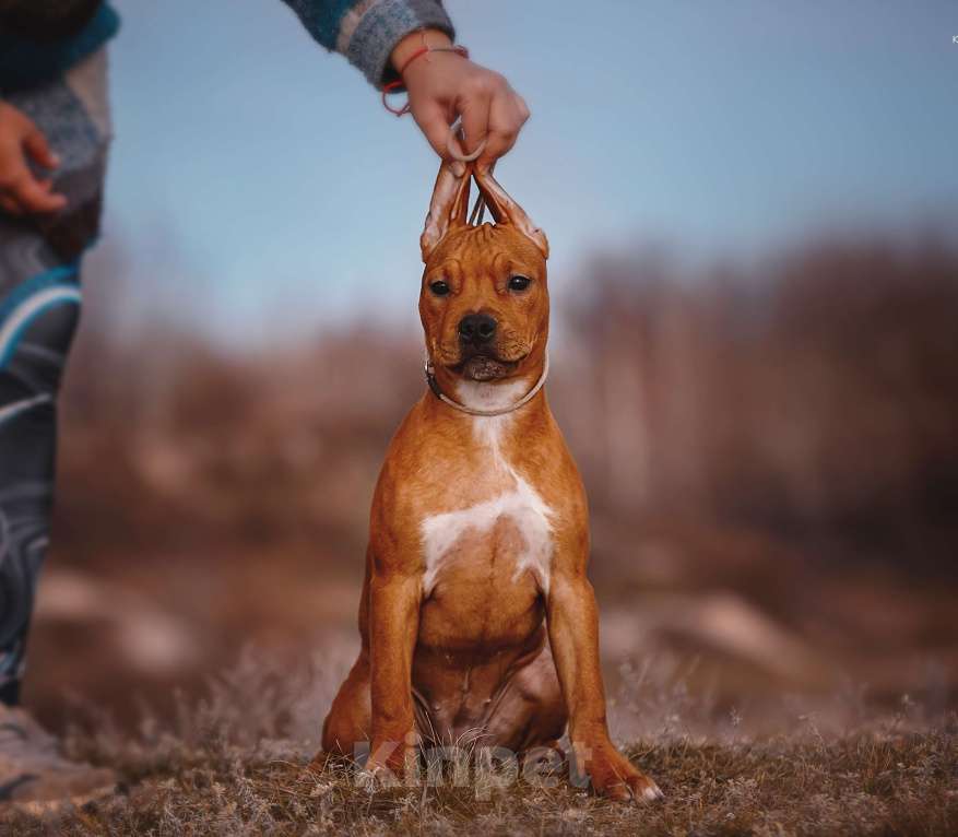 Собаки в Москве: Стильная девочка амстаффа  Девочка, 35 000 руб. - фото 1