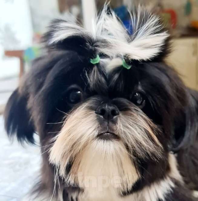 Собаки в Астрахани: Очаровательный мальчишка ши-тцу Мальчик, 50 000 руб. - фото 2