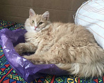 Кошки в Твери: Потерялся любимый кот Мальчик, 1 руб. - фото 1