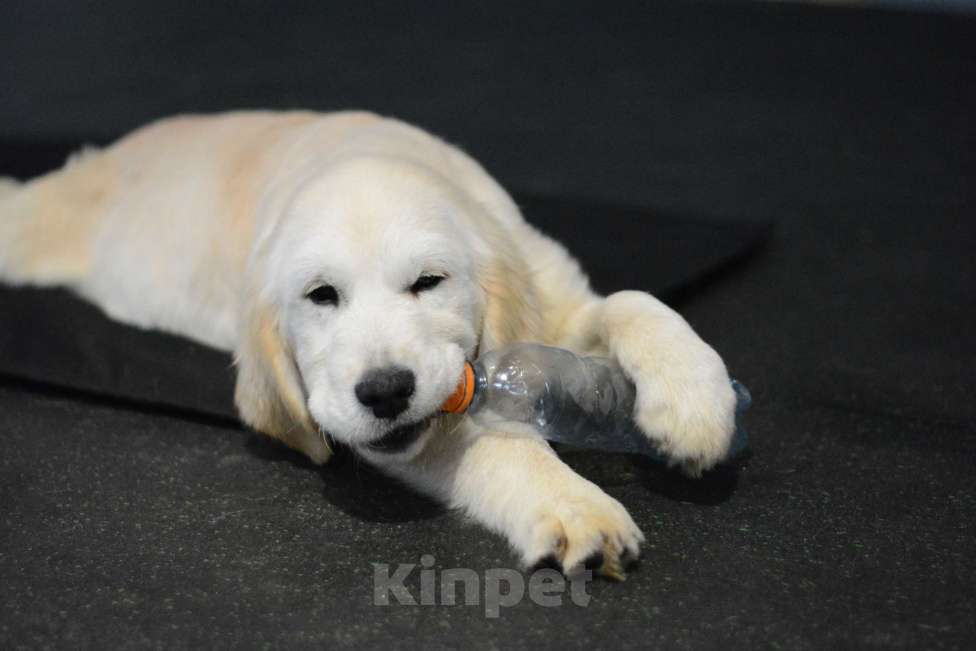 Собаки в Казани: Рыжие  и светлые малыши Золотистого ретривера! Девочка, 60 000 руб. - фото 8