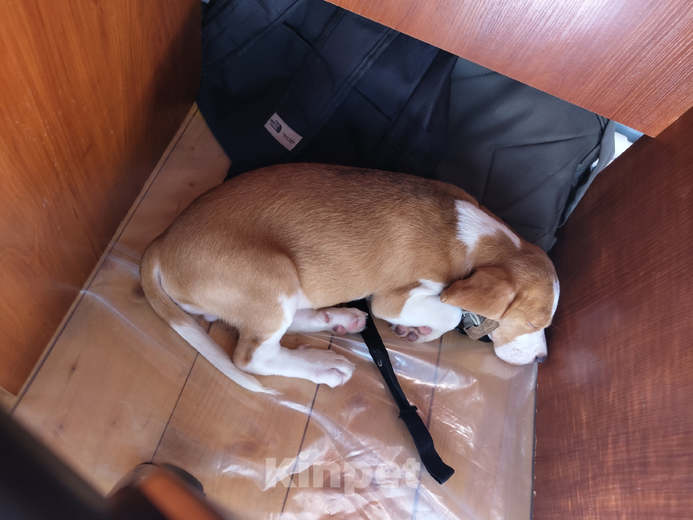 Собаки в других городах Московской области: Щенок бигль мальчик Мальчик, 20 000 руб. - фото 2