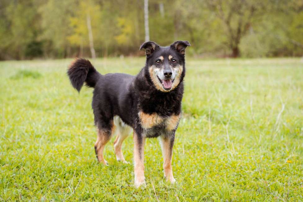 Собаки в Москве: Собака из приюта ищет дом Мальчик, Бесплатно - фото 8