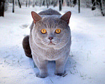 Кошки в Москве: Вязка для кошек, 5 999 руб. - фото 3