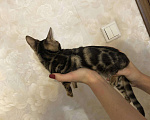 Кошки в Ливны: Бенгалочка, 25 000 руб. - фото 3