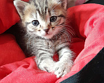 Кошки в Курске: Котенок Фиалка Девочка, Бесплатно - фото 2